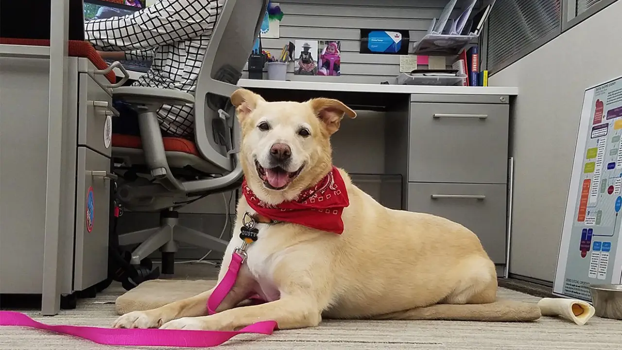 Image of a dog sitting on the floor in a office environment depicting pets at work.